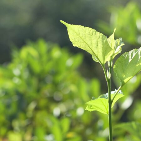 Na Dimensão Ambiental